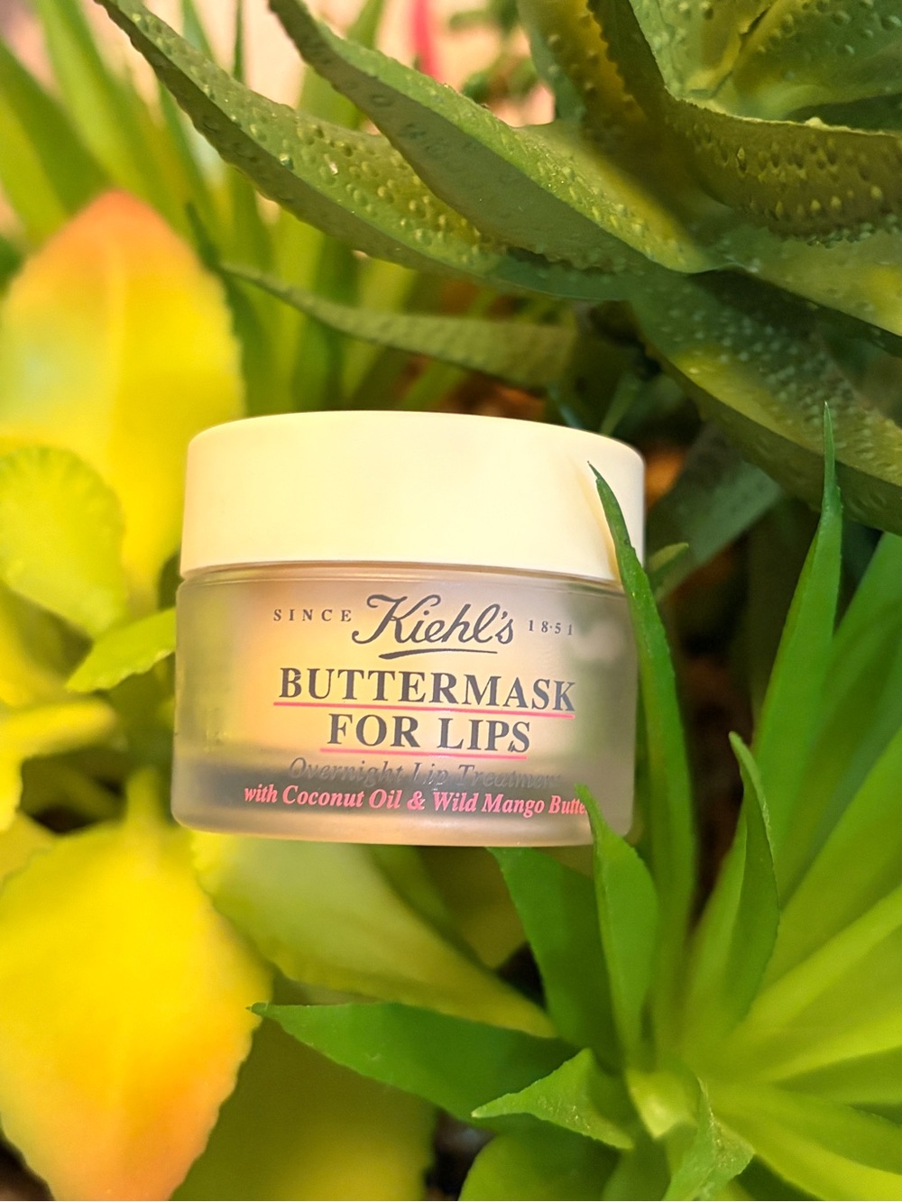 Kiehl's Buttermask-overnight lips treatment-with Coconut Oil & Wild Mango Butter